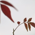 Autumn leaves : 0056