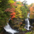 Autumn leaves : 0057
