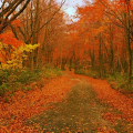 Autumn leaves : 0058