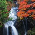 Autumn leaves : 0059