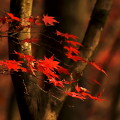 Autumn leaves : 0061
