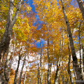 Autumn leaves : 0005
