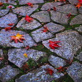 Autumn leaves : 0006