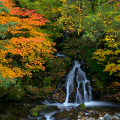 Autumn leaves : 0007