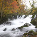 Autumn leaves : 0008