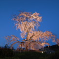 Cherry blossoms : 0000