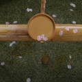 Cherry blossoms : 0092