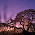 Cherry blossoms : 0007