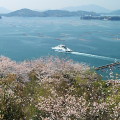 Cherry blossoms : 0010