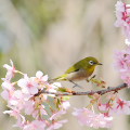 Cherry blossoms : 0016