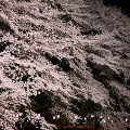 Cherry blossoms : 0017