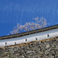 Cherry blossoms : 0027