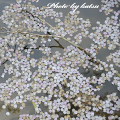 Cherry blossoms : 0029