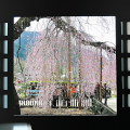 Cherry blossoms : 0047