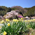 Cherry blossoms : 0050