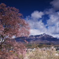 Cherry blossoms : 0057
