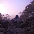 Cherry blossoms : 0058