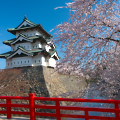 Cherry blossoms : 0063