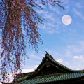 Cherry blossoms : 0065