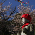 Cherry blossoms : 0068