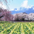 Cherry blossoms : 0072