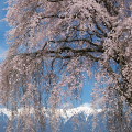 Cherry blossoms : 0084
