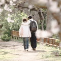 Cherry blossoms : 0085