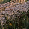Cherry blossoms : 0086