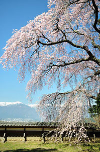 山形特産「啓翁桜」80cmサイズ10本 | 上杉城史苑ネットショップ